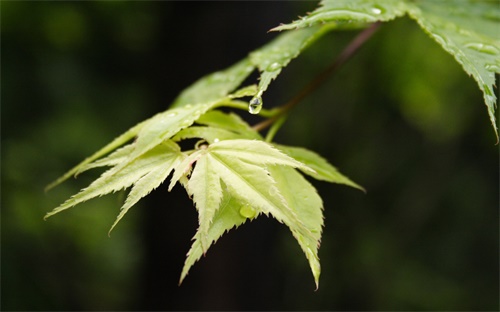 节约集约，集约节约是什么意思