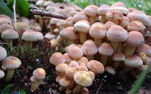 驾驶证等级分类,摩托车驾驶证等级分类